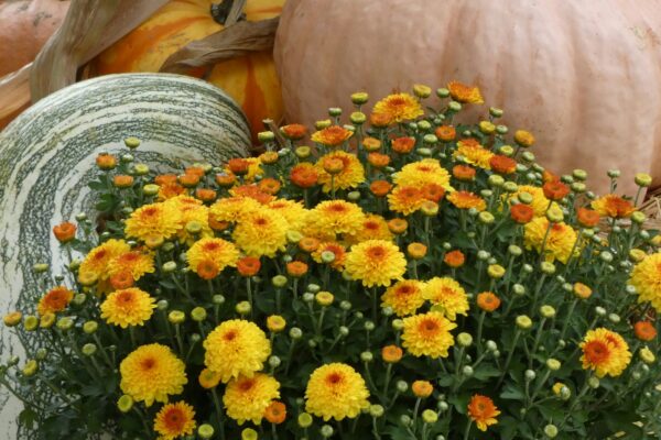 Potted orange and yellow garden mums with fall pumpkins