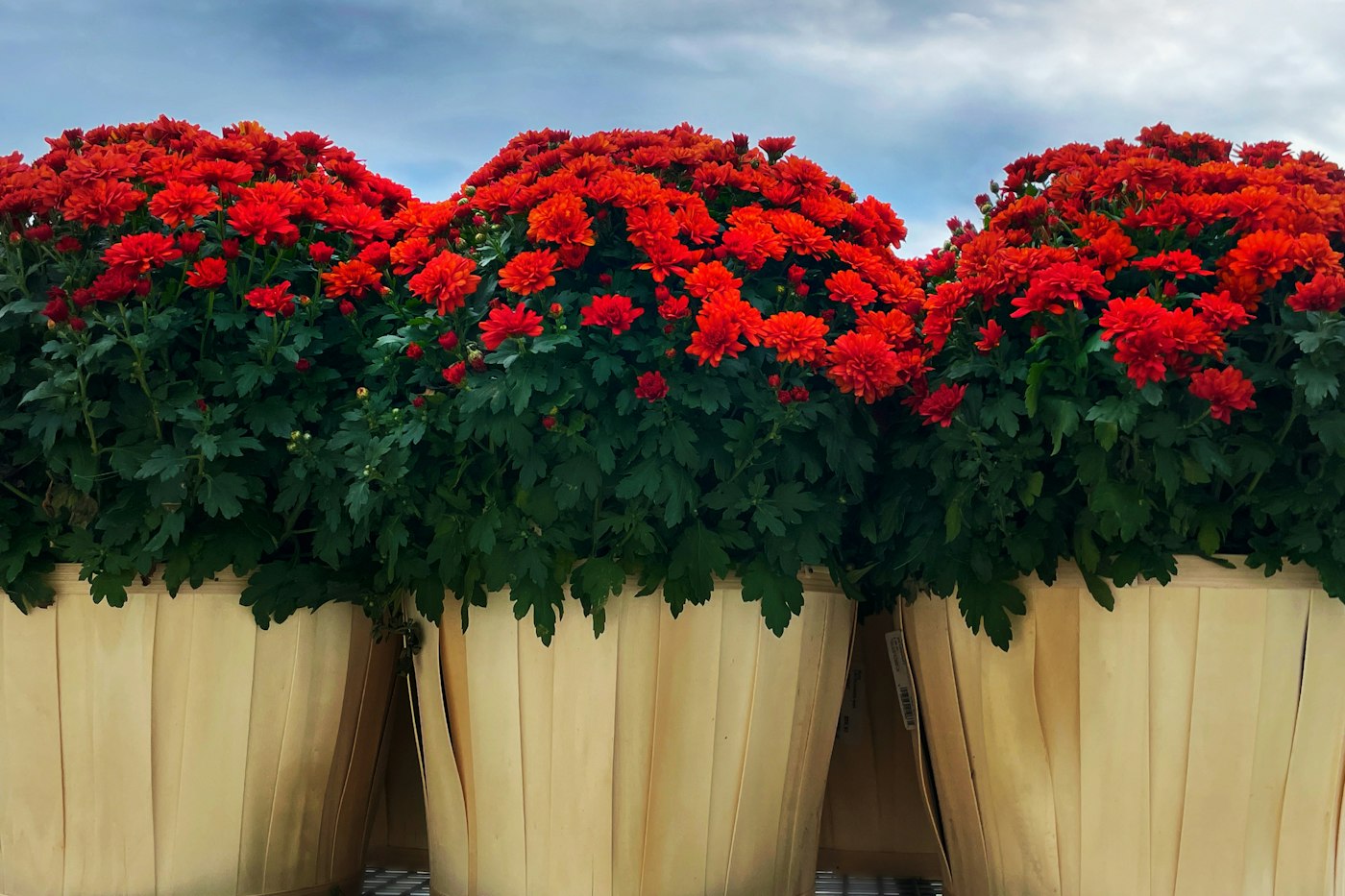 Red mums in bushel baskets, a classic sight for fall mum care