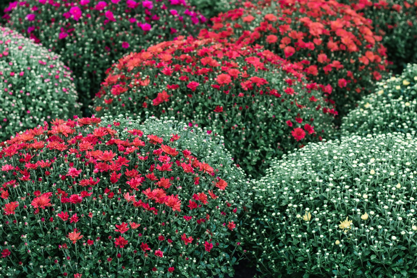 Rows of potted pink and white chrysanthemums