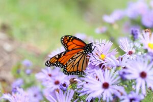 Monarch butterfly feeding on purple asters