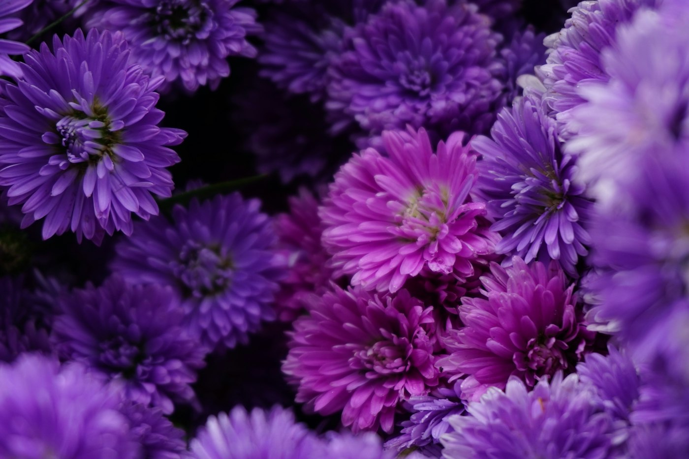 Clusters of purple new england aster flowers
