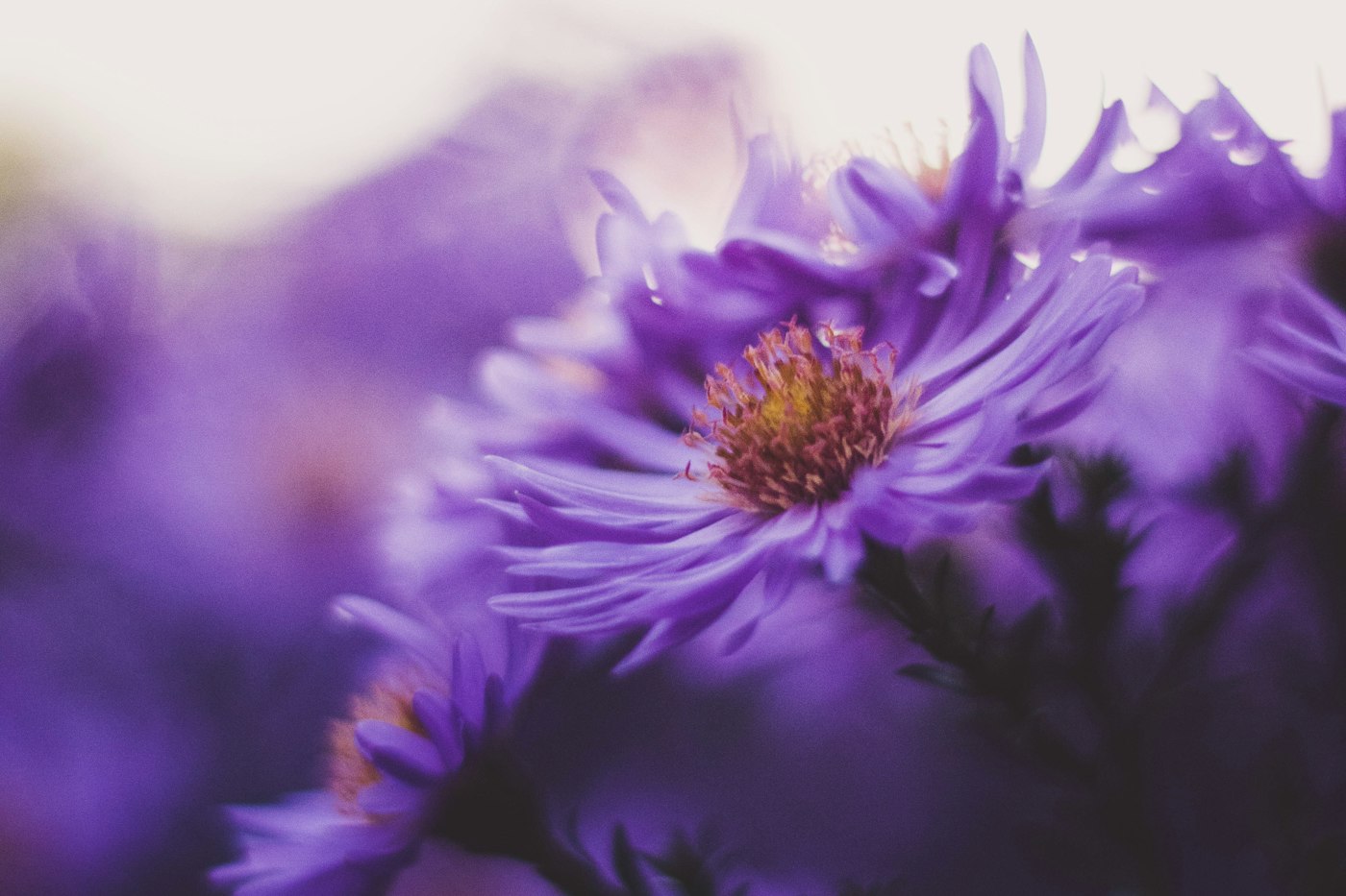 Close-up of a purple aster bloom with a yellow center