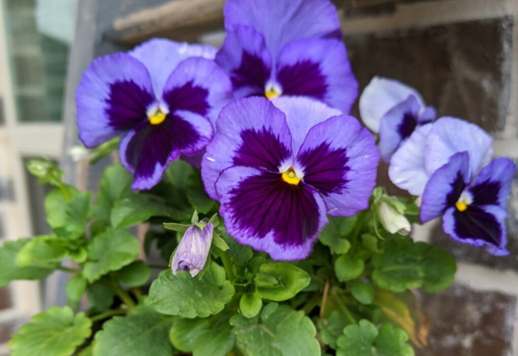 Purple pansies in a container by a brick wall