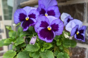Purple pansies in a container by a brick wall