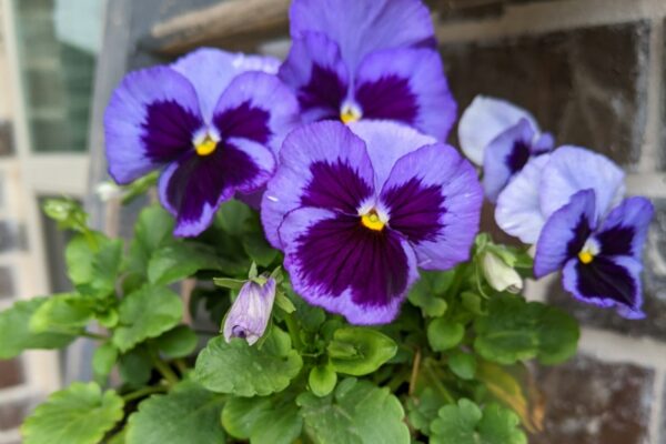 Purple pansies in a container by a brick wall