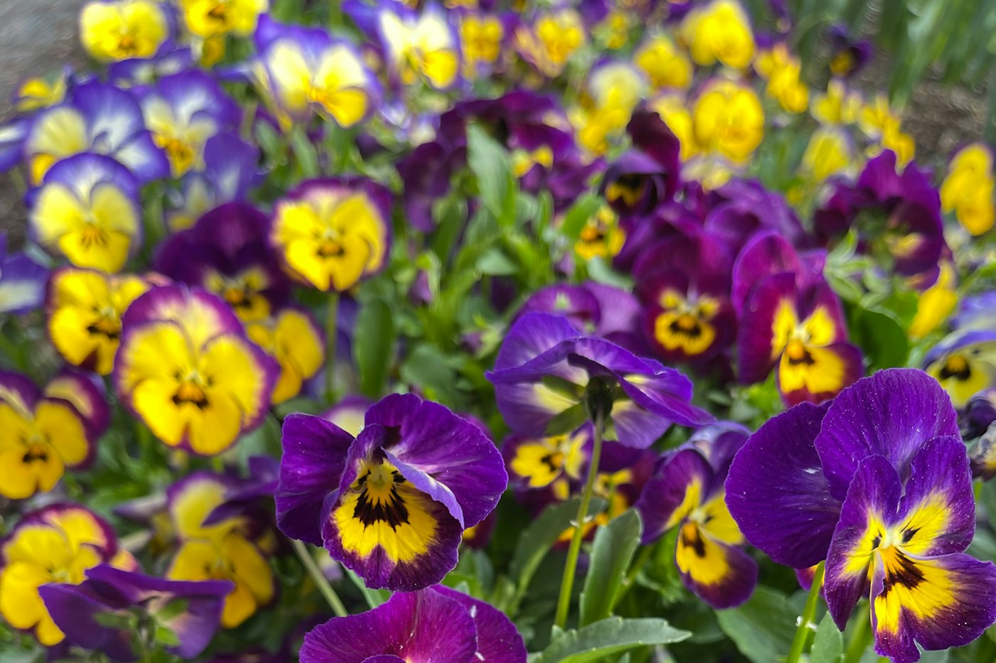 Purple and yellow pansies showing good pansy care in a fall bed
