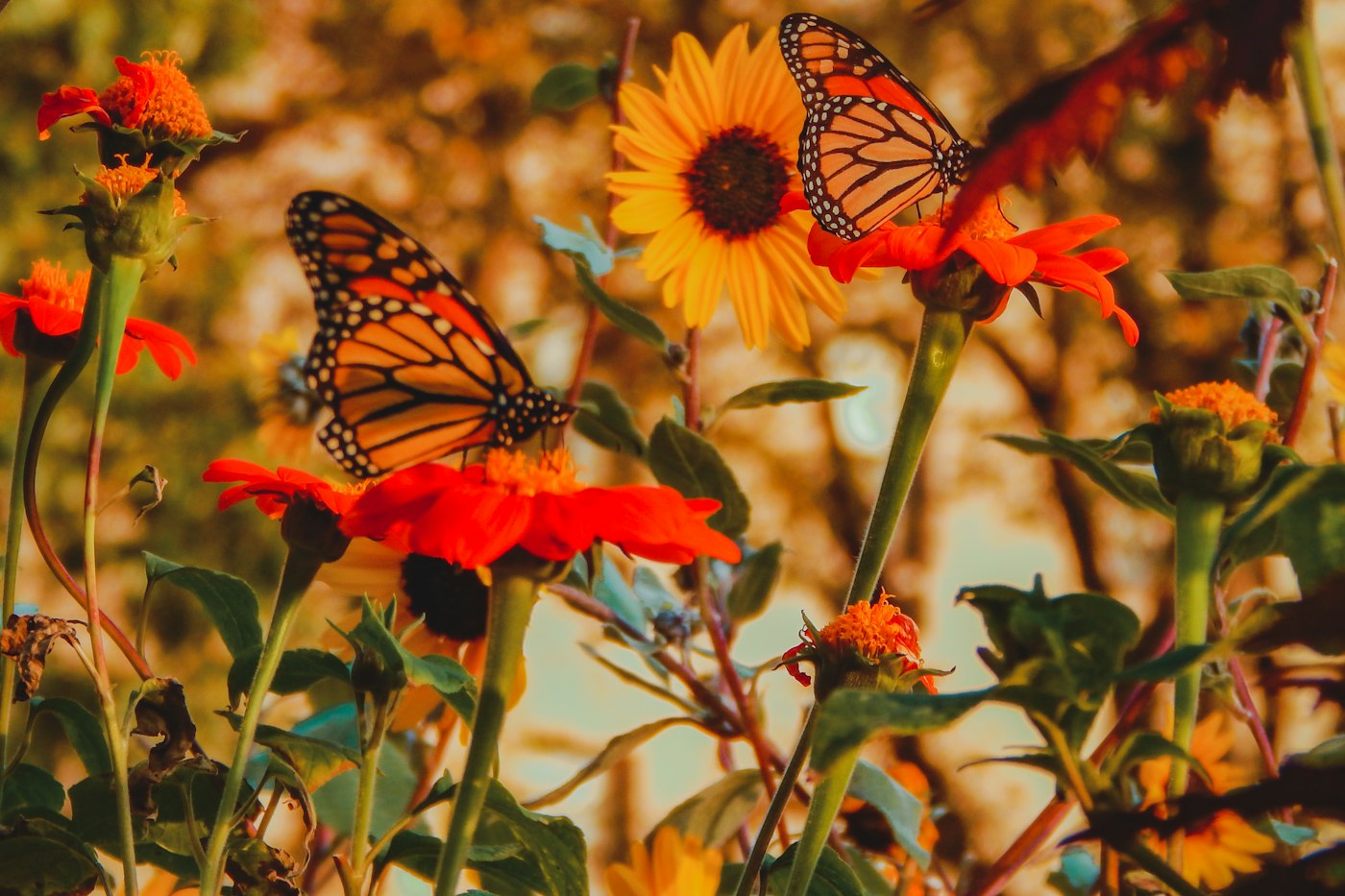 Monarch butterfly feeding on garden flowers