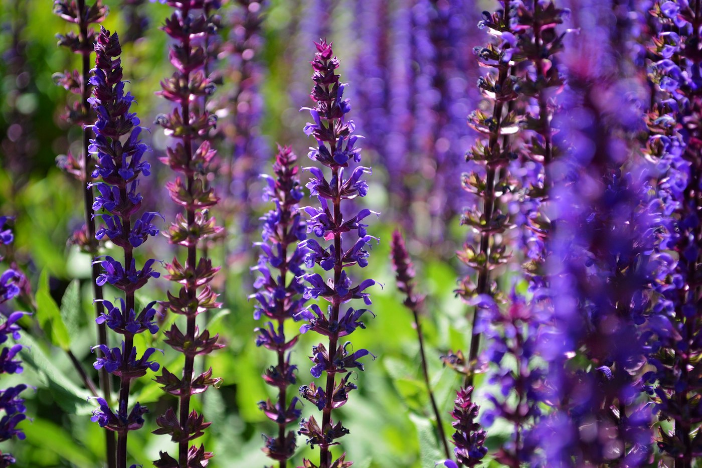 Spikes of purple salvia flowers