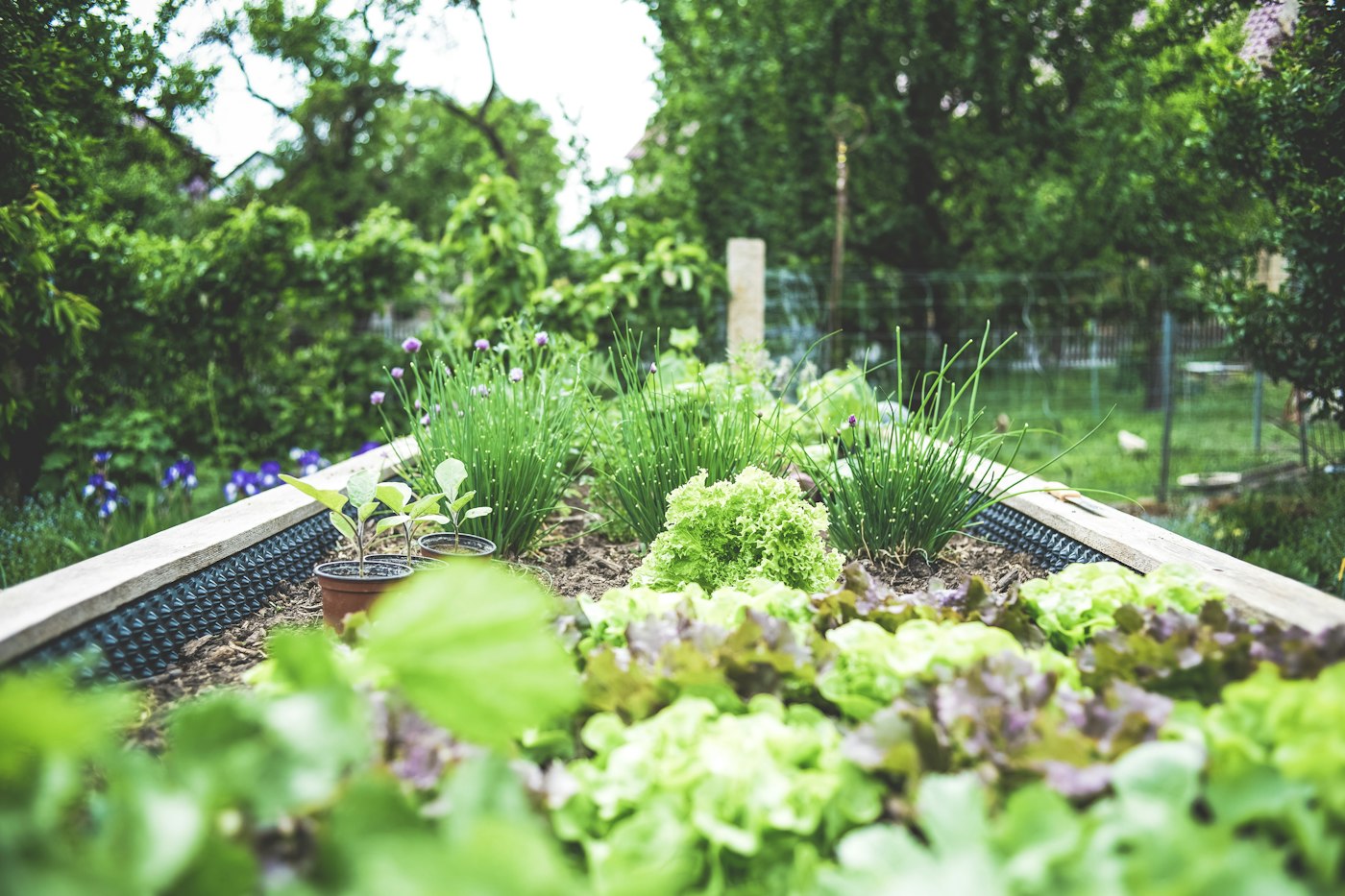 Lettuce and chives growing in a wooden raised bed
