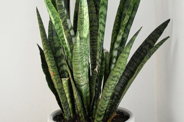 Snake plant in a white pot against a white wall