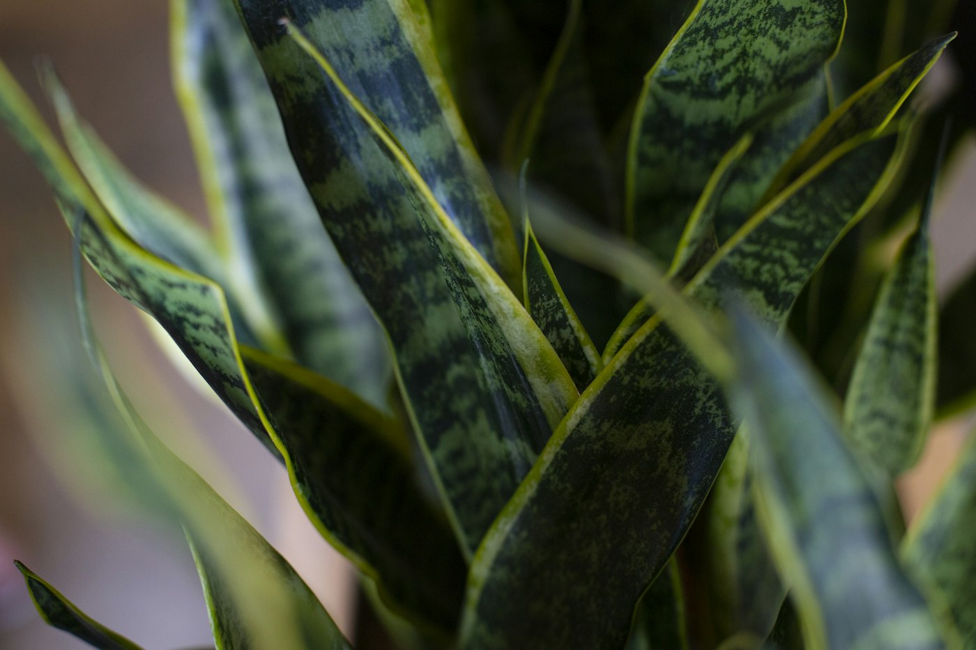 Striped snake plant leaves that keep their color with good snake plant care