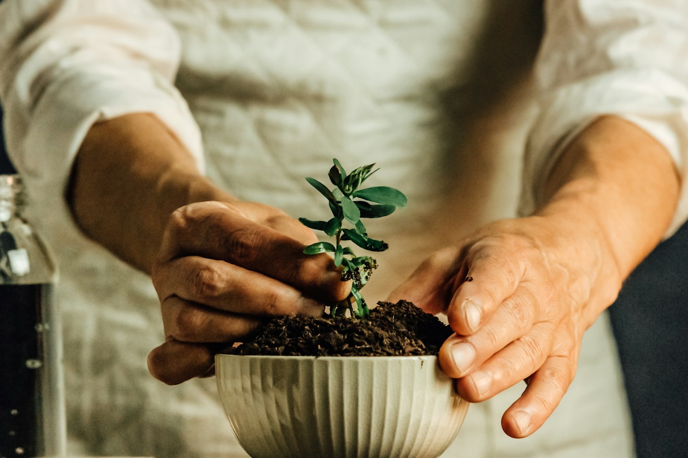 Hands repotting a small plant into fresh soil