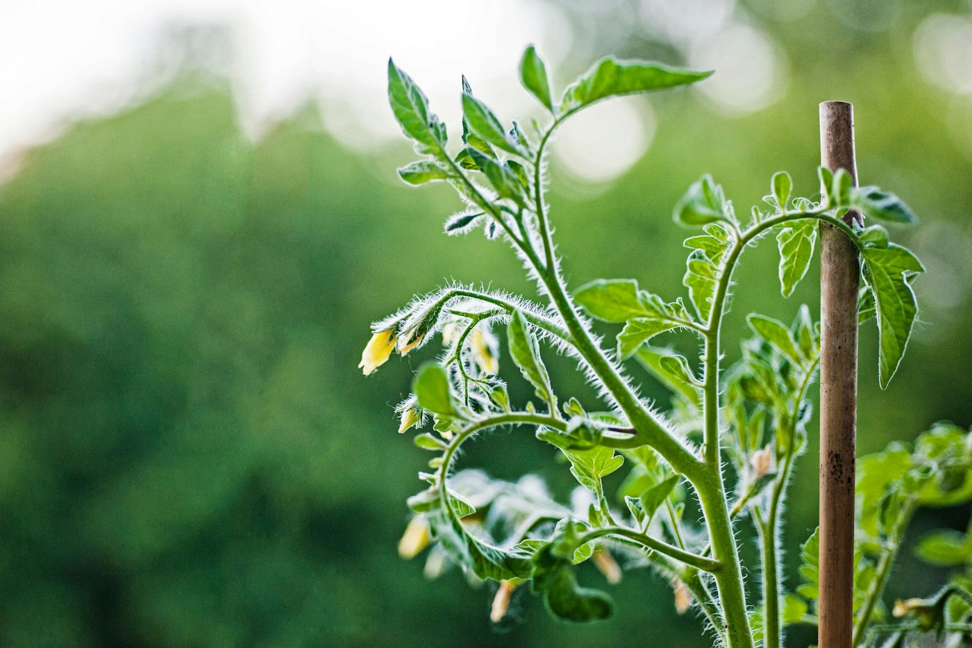 Close-up of a leafy tomato plant