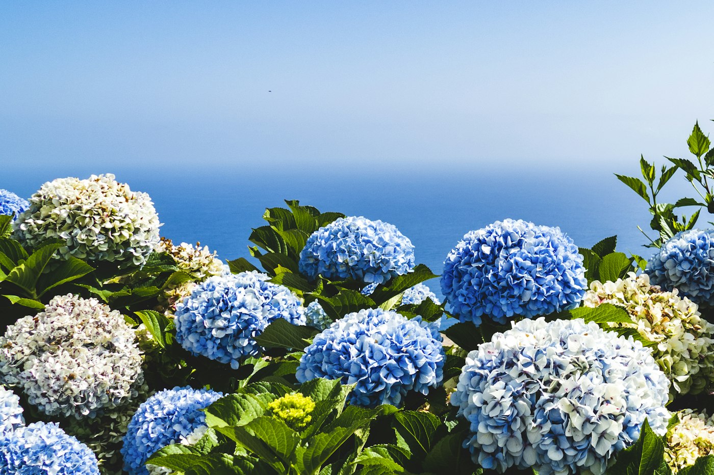 Blue and white bigleaf hydrangea flowers in bloom